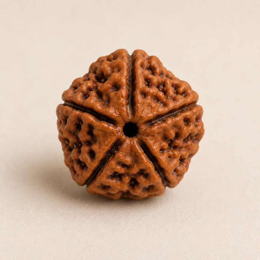 5 Mukhi Rudraksha — Nepal